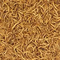 Bart's Mealworms - 12.55kg