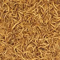 Bart's Mealworms - 12.55kg
