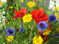 Traditional Wild Flower Meadow Mix - 3kg